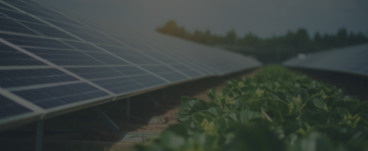 close up of solar panels on a solar farm with greenery growing between the panels
